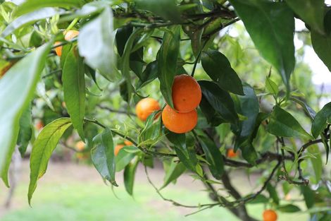 Photo of property in 114 Centennial Avenue, Te Aroha, 3320