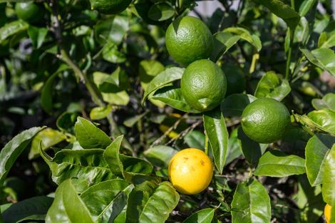 Photo of property in 11 Jordan Way, Kelvin Grove, Palmerston North, 4414