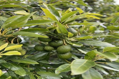 Photo of property in 854 No 1 Road, Te Puke, 3182