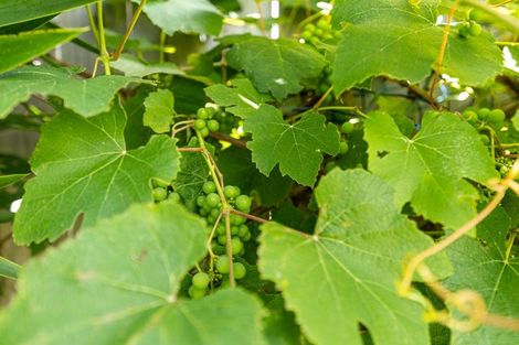 Photo of property in 114 Rosser Street, Huntly, 3700