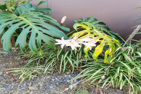 Photo of property in 105 Sycamore Drive, Sunnynook, Auckland, 0620
