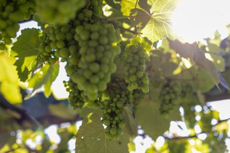 Photo of property in 15 Kakemai Rise, Pyes Pa, Tauranga, 3112