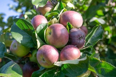 Photo of property in 24 Jasmine Place, Cambridge, 3434