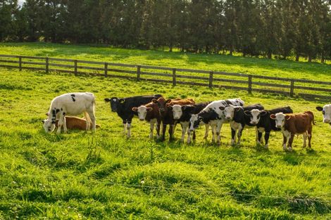 Photo of property in 216 Manuel Road, Tauhei, Morrinsville, 3375