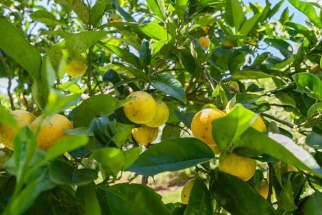 Photo of property in 472 Junction Road, Burgess Park, New Plymouth, 4371