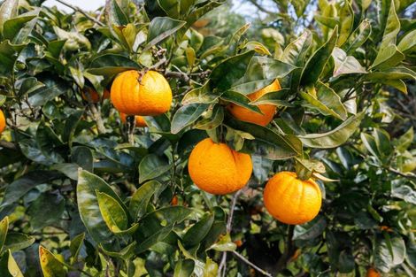 Photo of property in 366 Motuiti Road, Foxton, 4891