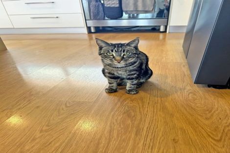 Photo of property in 1 Tupelo Place, Swannanoa, Rangiora, 7476