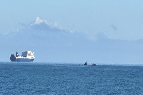 Photo of property in 50 Moa Point Road, Moa Point, Wellington, 6022