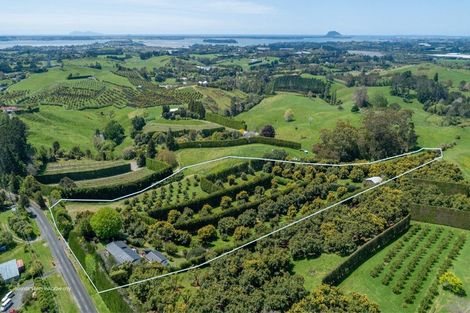 Photo of property in 313 Youngson Road, Whakamarama, Tauranga, 3179