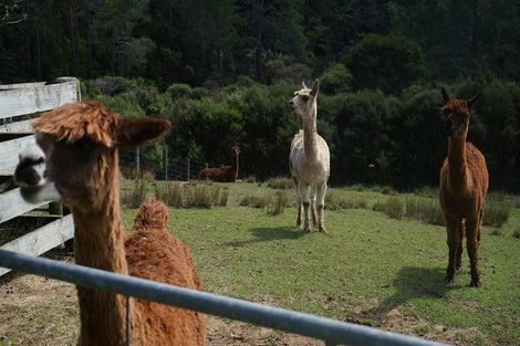 Photo of property in 156 Elmore Road, Lucas Heights, Albany, 0793