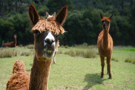 Photo of property in 156 Elmore Road, Lucas Heights, Albany, 0793