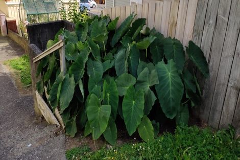 Photo of property in 129 Constable Street, Newtown, Wellington, 6021