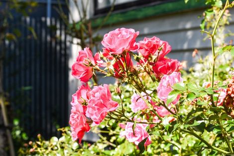 Photo of property in 11 Bartlett Street, Riccarton, Christchurch, 8011
