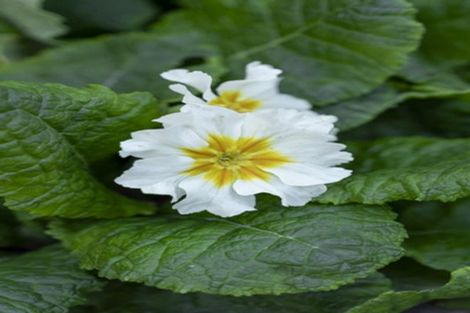 Photo of property in Liffey Village, 36/28 James Street, Lincoln, 7608