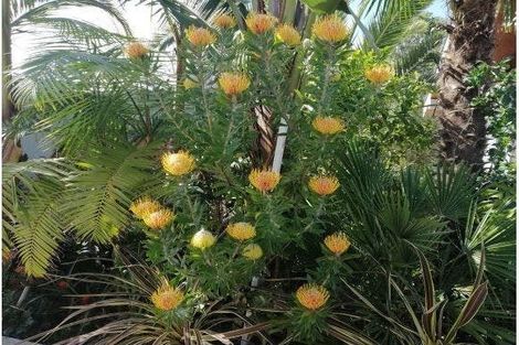 Photo of property in 76 Ferndown Avenue, Papatoetoe, Auckland, 2025