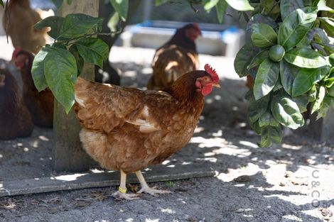 Photo of property in 589 Inland Road, Helensville, 0875