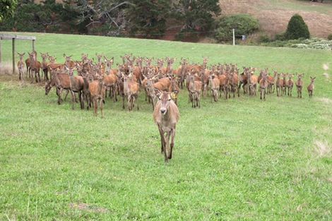 Photo of property in 95a Ostrich Farm Road, Pukekohe, 2676