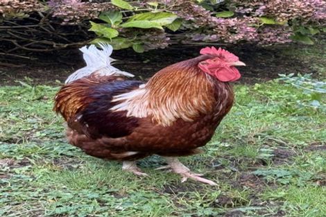 Photo of property in 42 Hungry Creek Road, Puhoi, Warkworth, 0983