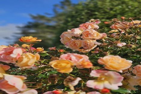 Photo of property in 728 Peak Road, Helensville, 0875