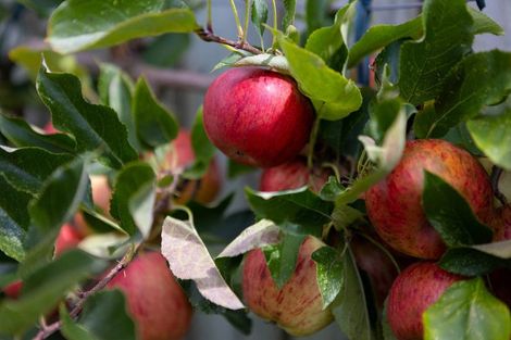 Photo of property in 107 Taylor Street, Cambridge, 3434