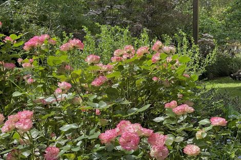 Photo of property in 669 Whitstone-five Forks Road, Five Forks, Oamaru, 9492