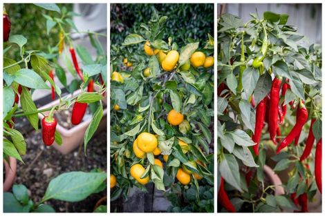 Photo of property in 53 Rexford Heights, Pyes Pa, Tauranga, 3112