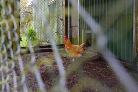 Photo of property in 22 Maire Street, Mamaku, 3020