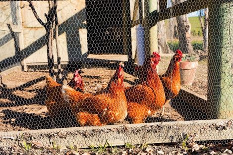 Photo of property in 22 Reeves Street, Cheviot, 7310