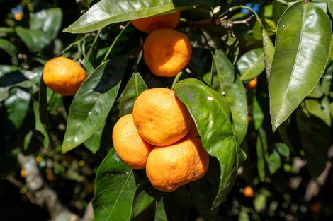 Photo of property in 179 Victoria Street, Cambridge, 3434