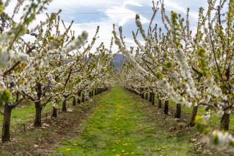 Photo of property in 66 Gladsmuir Road, Queensberry, Cromwell, 9383