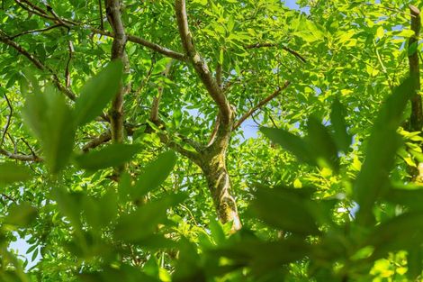 Photo of property in 204a No 2 Road, Te Puke, 3182