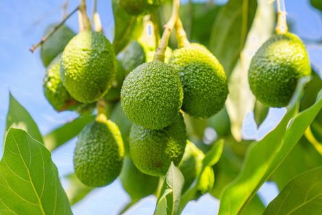 Photo of property in 204a No 2 Road, Te Puke, 3182