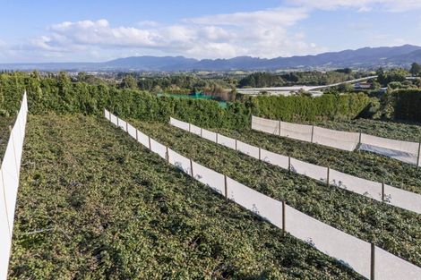 Photo of property in 416 State Highway 2, Tahawai, Katikati, 3170