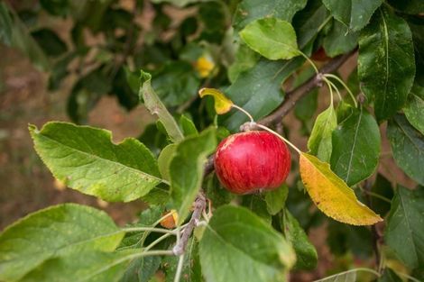 Photo of property in 19 Courtenay Street, St Albans, Christchurch, 8014