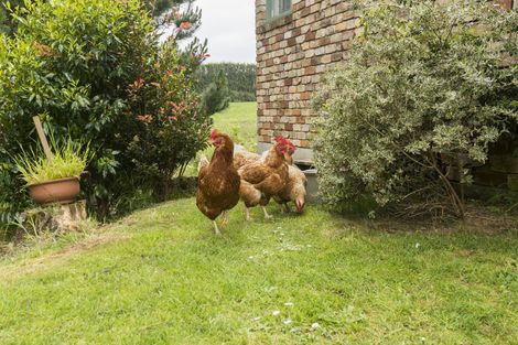 Photo of property in 289 Wright Road, Aongatete, Katikati, 3181