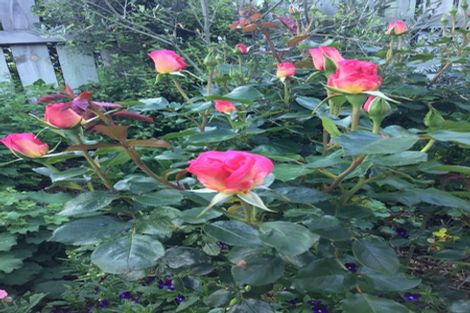 Photo of property in 61 Shields Street, Clyde, 9330