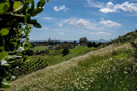 Photo of property in 405 Wainui South Road, Whakamarama, Katikati, 3181