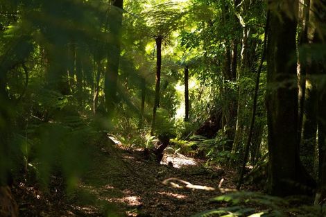 Photo of property in 1039e Work Road, Whakamarama, Katikati, 3181