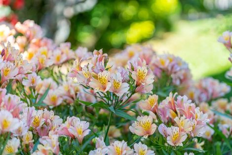 Photo of property in 10 Te Kanawa Crescent, Henderson, Auckland, 0610