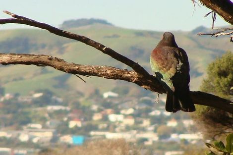 Photo of property in 10 Goudie Road, Helensville, 0875