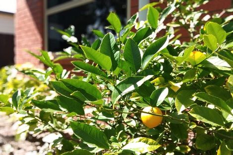 Photo of property in 20 Lindores Street, Addington, Christchurch, 8024