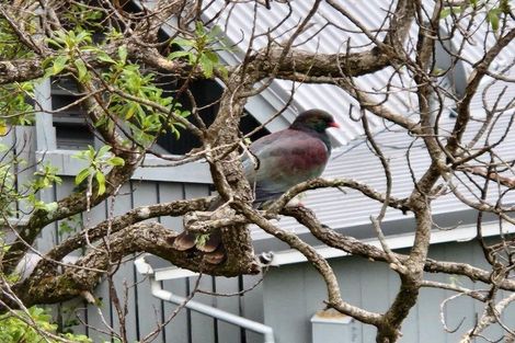 Photo of property in 116f8 Mairangi Road, Wilton, Wellington, 6012