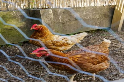 Photo of property in 25 Acornia Close, Ohauiti, Tauranga, 3112