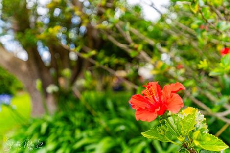 Photo of property in 54 Freyberg Road, Ruawai, 0530