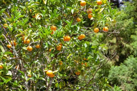 Photo of property in 33 Pakaraka, Thames, 3577