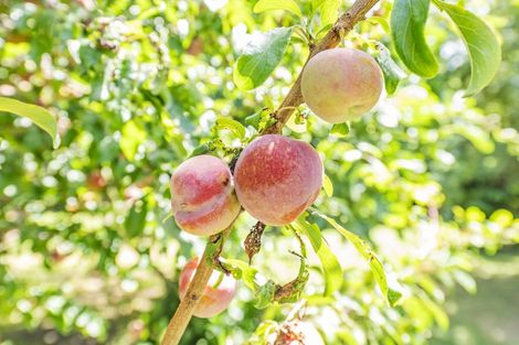 Photo of property in 187 Tancreds Road, Lincoln, Christchurch, 7672