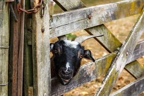 Photo of property in 232 Rimmer Road, Helensville, 0875