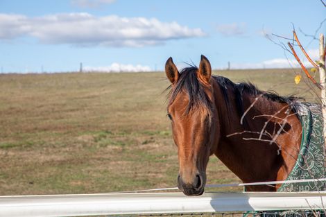 Photo of property in 239 Nelsen Ridge Road, Waikerikeri, Alexandra, 9393