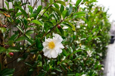 Photo of property in 6 Ngaio Street, West End, Palmerston North, 4412