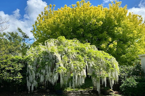 Photo of property in 379 Thames Street, Morrinsville, 3300